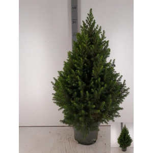 PICEA GL MAGNIFIQUE