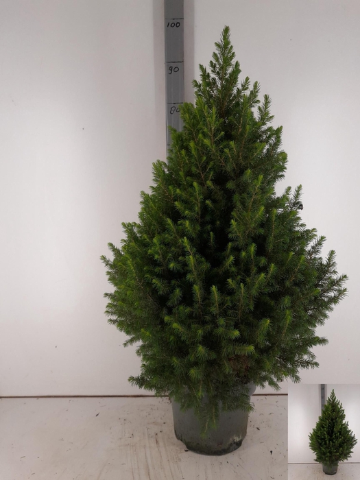 <h4>PICEA GL MAGNIFIQUE</h4>