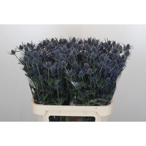 Eryngium Blue Dynamite