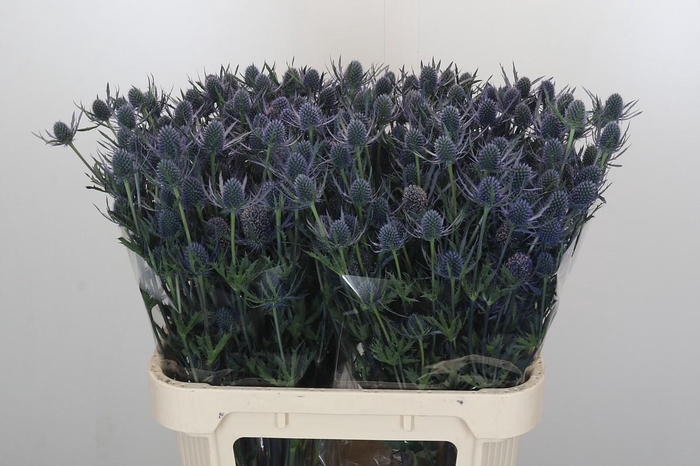 Eryngium Blue Dynamite