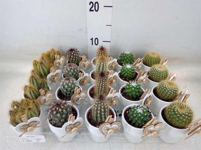 <h4>Cactus   ...mix</h4>