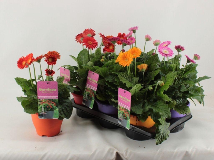 <h4>.Gerbera garvinea gemengd</h4>