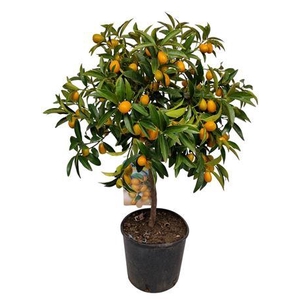 Citrus Kumquat Stem