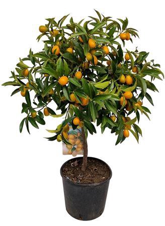 <h4>Citrus Kumquat Stem</h4>