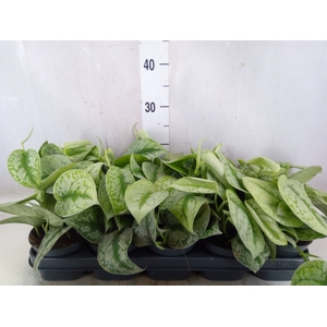 Scindapsus pictus 'Trebie'