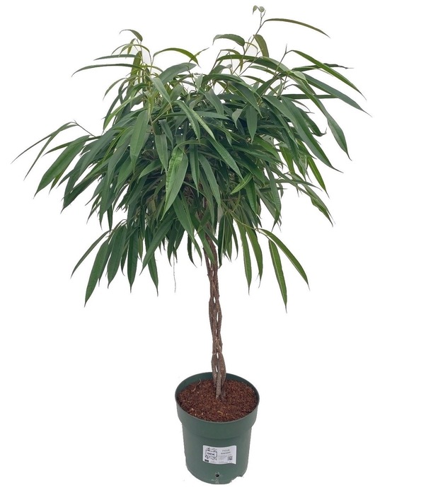 <h4>Ficus binn. 'Alii'</h4>