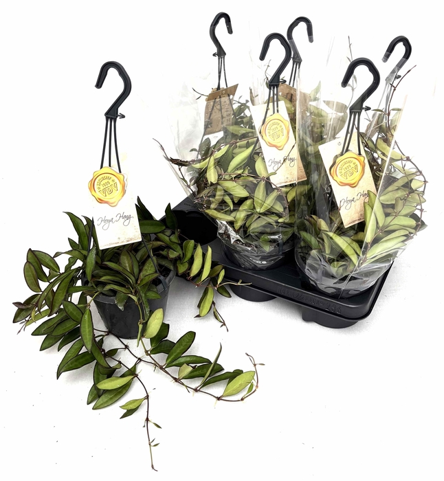 <h4>HOYA ROSITA</h4>