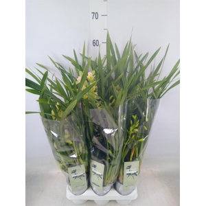 Cymbidium   ...