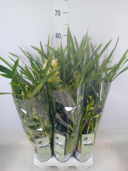 <h4>Cymbidium ...</h4>