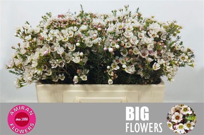 <h4>CHAME UN ELLA</h4>