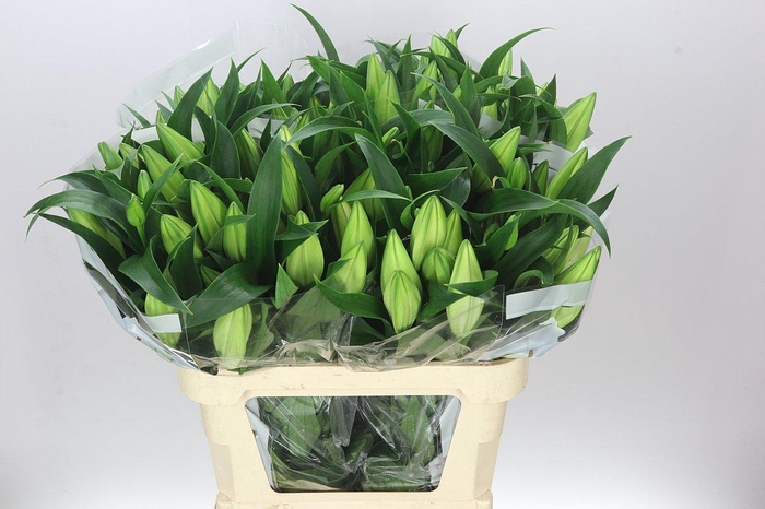 <h4>Lil Or Zambesi</h4>