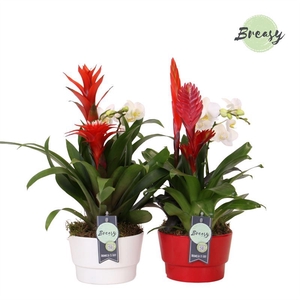 Arr.  Bromelia H%