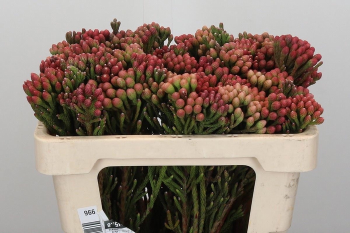 <h4>BRUN LA RED</h4>