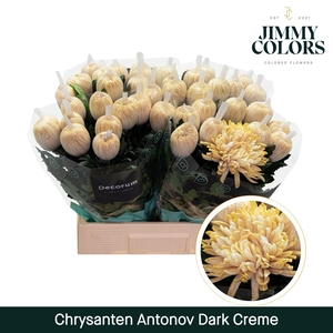 Chr G Antonov Dark Creme