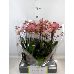 Phalaenopsis   ...red