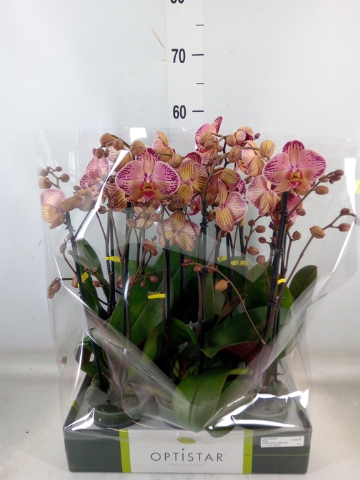 <h4>Phalaenopsis   ...red</h4>