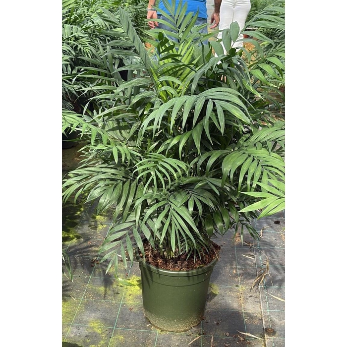 <h4>CHAMAED ELEGANS</h4>