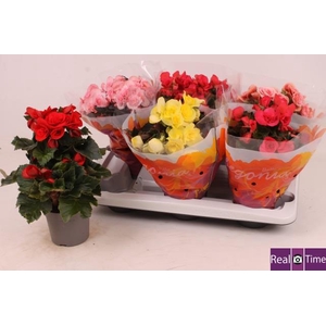 Begonia mix 13Ø 30cm