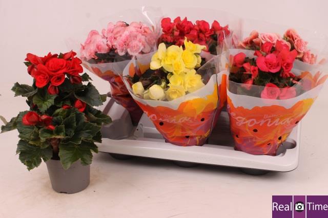 Begonia mix 13Ø 30cm