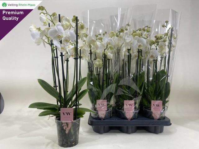 <h4>PHAL AN INVERNESS</h4>