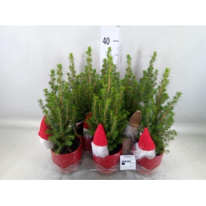 Picea glauca 'Conica'