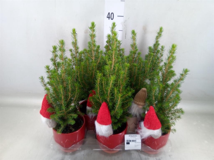 <h4>Picea glauca 'Conica'</h4>