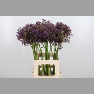 Allium Cherry