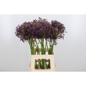 Allium Cherry