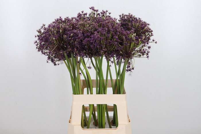 <h4>Allium Cherry</h4>