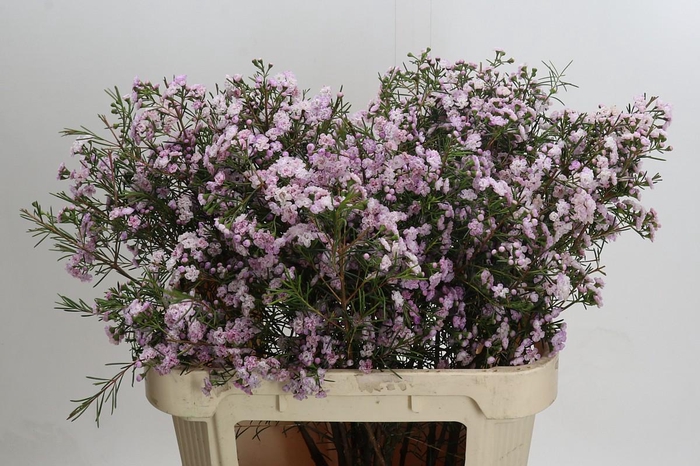 <h4>Chamelaucium Dancing Queen</h4>