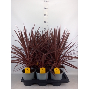 Cordyline austr. 'Red Star'