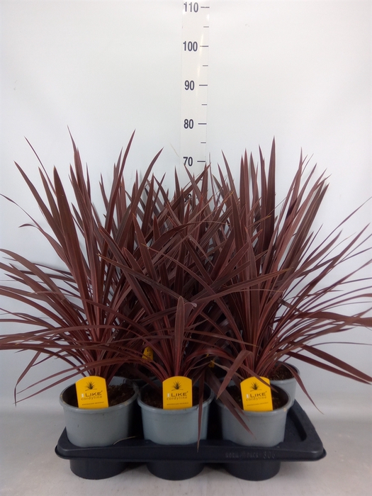 <h4>Cordyline austr. 'Red Star'</h4>