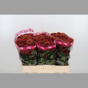 Chr San Aaa Doria Ch