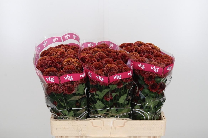 <h4>Chr San Aaa Doria Ch</h4>