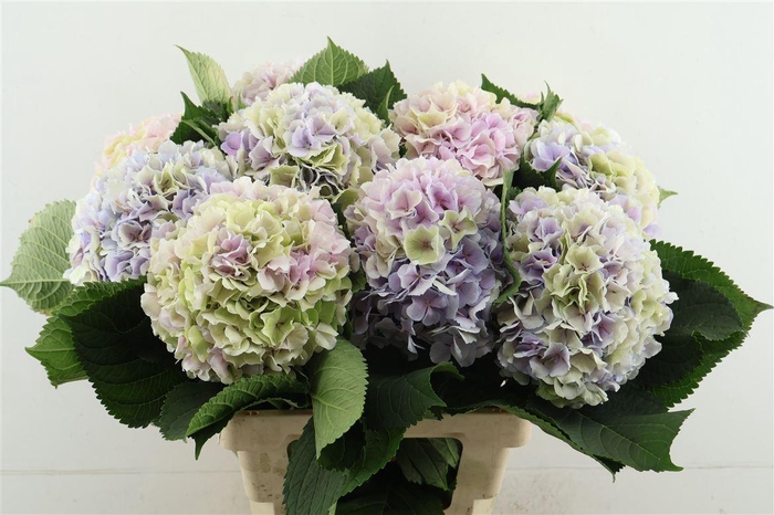 <h4>Hydr M. Cl. Verena Pastel 65-20</h4>
