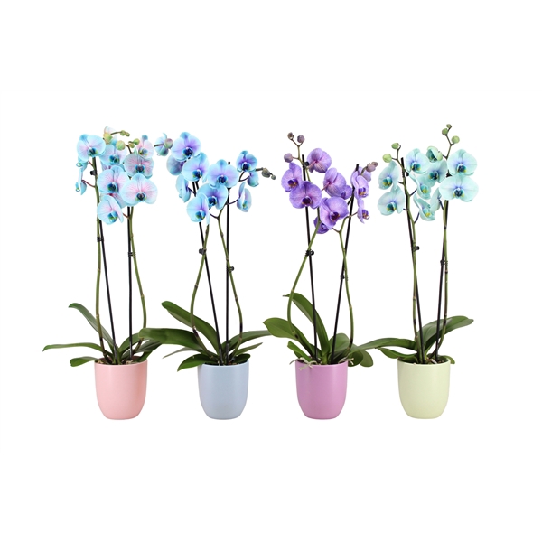 <h4>Hugo Pastel Mix Phal I Am Special Mix 2T14+</h4>