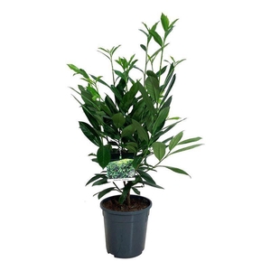 Prunus laur. 'Caucasica'