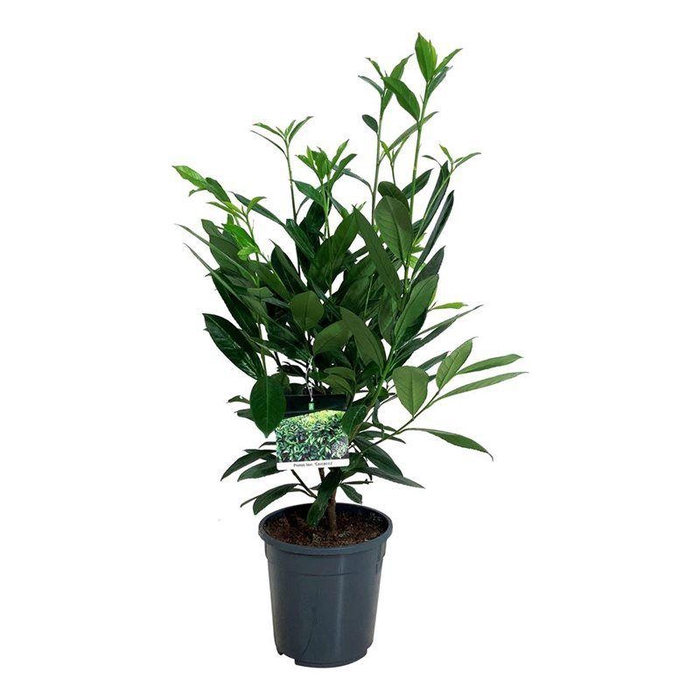 <h4>Prunus laur. 'Caucasica'</h4>