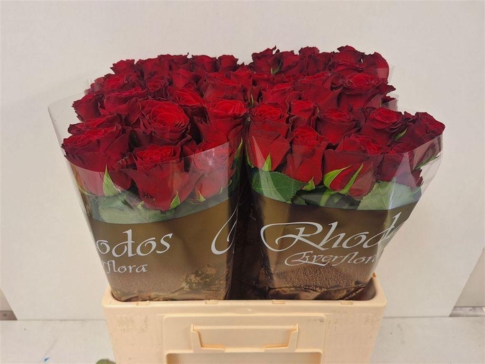<h4>Rosa large rhodos</h4>
