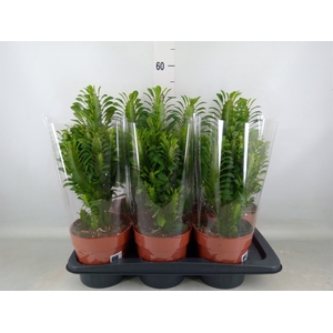 Euphorbia trigona