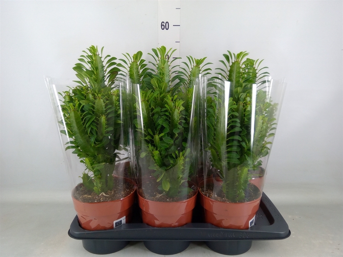 <h4>Euphorbia trigona</h4>