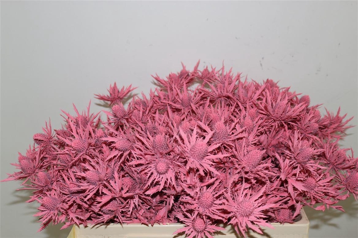 <h4>Eryngium Kb Rose</h4>
