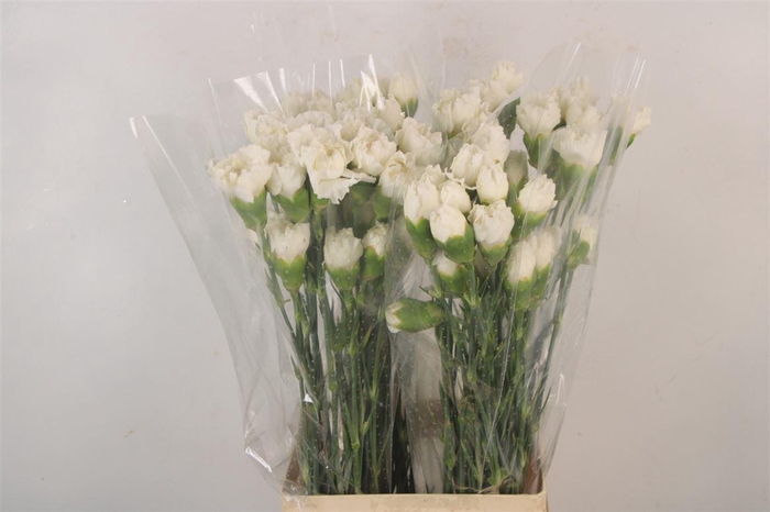 <h4>Di St Foratini</h4>