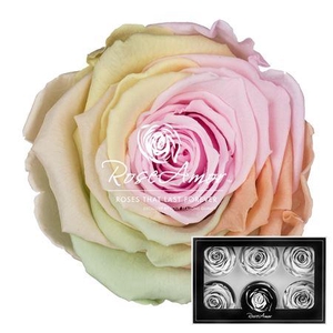 Lplus Rainbow Pin99