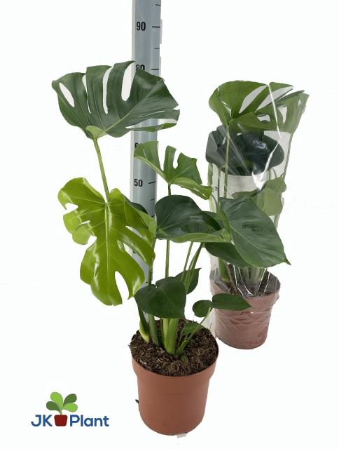 <h4>MONSTERA DELICIOSA</h4>