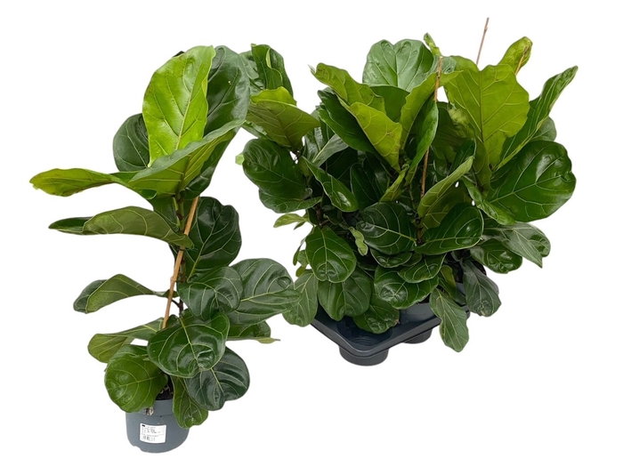 <h4>FICUS LYRATA</h4>