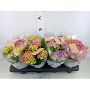 Hydrangea mac. 'Tabletensia'