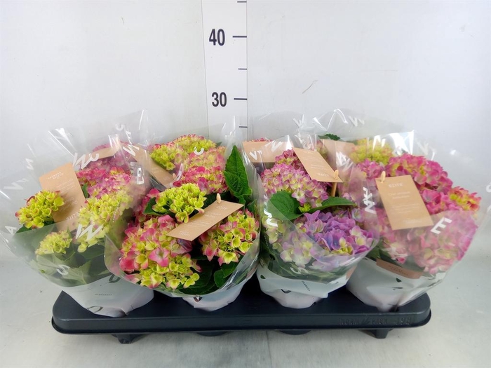 <h4>Hydrangea mac. 'Tabletensia'</h4>