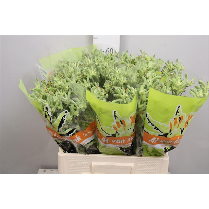 <h4>Anigoz Flavidus Green</h4>