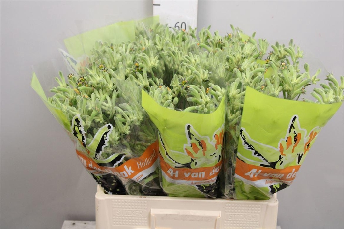 <h4>Anigoz Flavidus Green (x80)</h4>